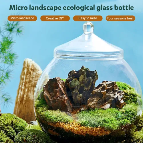 Miniatura 4 de Angoily Terrario de vidrio, tarros grandes transparentes con tapa, florero de terrario para plantas