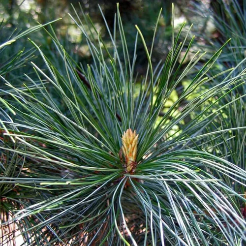 Miniatura 2 de Pinus koraiensis (Pino coreano) Semillas de árbol, de crecimiento lento, piñones comestibles, semillas de MySeeds.Co, elige la cantidad (0.5 oz)