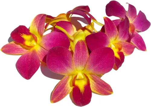 Miami Fresh Orchid Flower OrchidClub USA Sunne Tropical Cabeza de floración suelta DIY Lei comida bebida decoración amarillo (50 amarillo amanecer)