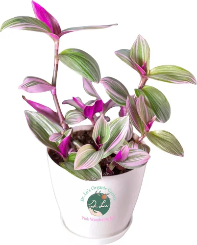 Miniatura 11 de Planta de jade colgante orgánica de Dr. Lu Planta de jade rara Plantas suculentas vivas Plantas purificadoras de aire para interior Plantas