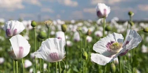 Miniatura 5 de 500 semillas de amapola gigante (Papaver Somniferum Giganteum) reliquia - Polinizado abierto
