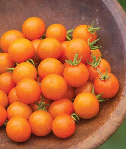 Miniatura 5 de Burpee Sun Gold Hybrid Home Garden - Tomates cereza naranja dulce, sin OGM, la mejor plantación de verduras, 30 semillas