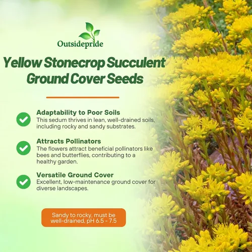 Miniatura 3 de Outsidepride Ellacombianum Sedum Seeds - 1000 semillas perennes de cobertura del suelo para plantar, plantas suculentas resistentes al frío