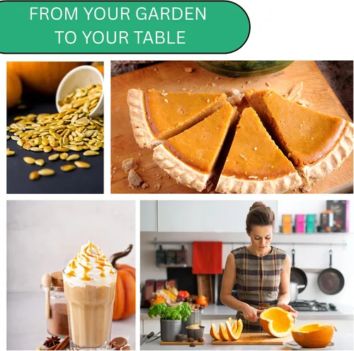 Miniatura 6 de Woods Creek Seeds: Semillas de calabaza pequeñas de tarta de azúcar para plantar, más de 40 semillas de calabaza tradicionales sin OMG para plantar