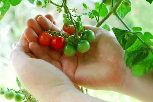 Miniatura 4 de 50 semillas de tomate Tiny Tim para plantar, tomate de patio, reliquia enana, tomate cherry - por RDR Seeds