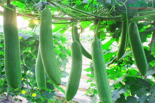 Miniatura 3 de zcbang Más de 20 semillas comestibles de luffa lufa vegetales, esponja, vid de calabaza suave