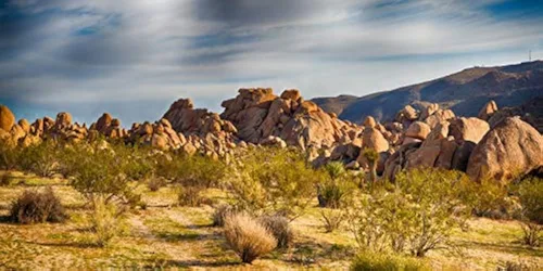 Miniatura 7 de YongFoto Fondo de fotos de poliéster con vista del desierto de cactus, arbusto verde, rocoso, morado, roca salvaje oeste, paisaje natural, fondo