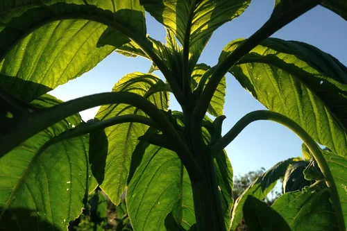 Miniatura 5 de Plant Good Seed Semillas de amaranto naranja gigante chino orgánico para plantar: reliquia guatamalteca de alto rendimiento, hojas verdes - Paquete