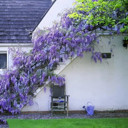 10 piezas Semillas de Enredadera Trepadora Ornamental Morada de Glicinia Japonesa Floribunda - Belleza Exquisita para Tu Jardín