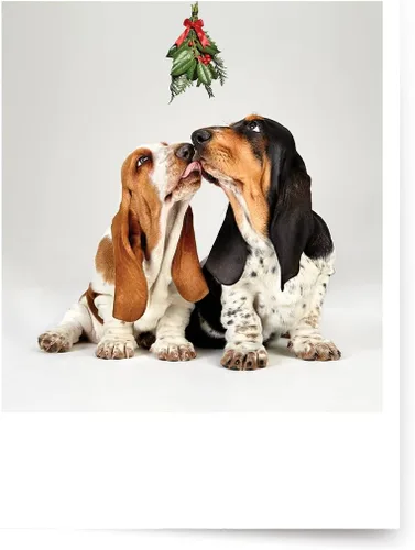 Tarjetas fotográficas de Navidad, Basset Hounds bajo el muérdago (6 tarjetas con sobres blancos), perfectas para alguien especial