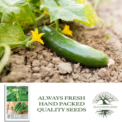 Miniatura 4 de Pioneer - Semillas de pepino en vinagre (Cucumis sativus) – Más de 150 semillas de reliquia sin OMG de Isla's Garden Seeds, textura crujiente