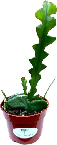 Miniatura 2 de Colecciones de cactus y suculentas de 4" (Fishbone Zig Zag Cactus 'Epiphyllum anguliger')