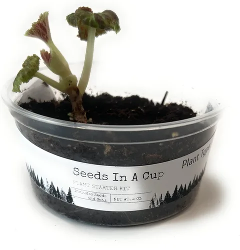 Miniatura 2 de Semillas en una taza - Kit de cultivo de plantas (tomillo)