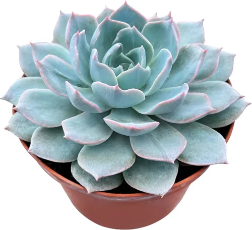 Miniatura 2 de Sprout N Green Echeveria Desmetiana De Smelt de 4 pulgadas, suculenta viva rara en maceta, planta de casa real para recuerdos de fiesta, hogar