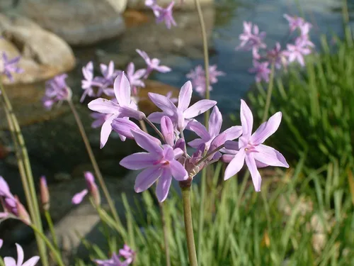 Miniatura 3 de Society Garlic 1 macetas de tamaño de cuarto de galón vivo Tulbaghia Violacea Plantas de cubierta vegetal con flores que atraen mariposas