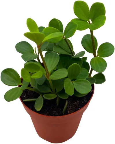 BubbleBlooms Peperomia Esperanza en una olla rotundifolia de 4 pulgadas