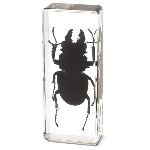 Miniatura 8 de Murciélago de taxidermia real en resina, animales de taxidermia para exhibición gótica en el hogar, rarezas y curiosidades, regalos