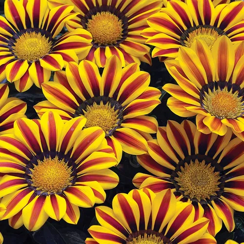 Semillas de flores exóticas de Gazania - Más de 100 semillas para cultivar - Fabricado en Estados Unidos, se envía desde Iowa, ideal con caléndula o