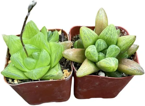 Miniatura 6 de Plantas suculentas vivas de USKC (juego de dos macetas de 2 pulgadas) (Anacampseros rufescens variegata)