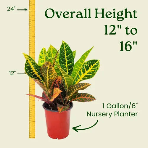 Miniatura 3 de Tropical Plants of Florida Croton Petra - Planta viva de 1 galón, 12 a 16 pulgadas de alto, planta de follaje abigarrado para interiores
