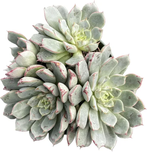 Miniatura 5 de Sprout N Green Cotyledon Orbiculata cv., Rara planta suculenta viva enraizada en maceta de 4 pulgadas, decoración de boda en interiores y Cotiledón