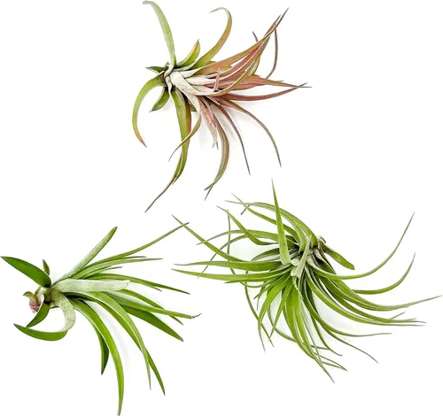 ragnaroc Plantas del Aire - Tillandsia Brachycaulos Abdita, Grandes 4-6" - 3 ct - Llegada Viva Garantizada - Plantas de Interior para Decoración del