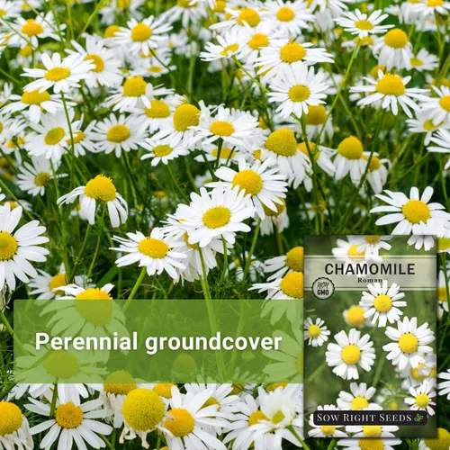 Miniatura 5 de Sow Right Seeds - Semillas de manzanilla romana para plantar - Paquete de reliquia sin OMG con instrucciones para cultivar un jardín de té