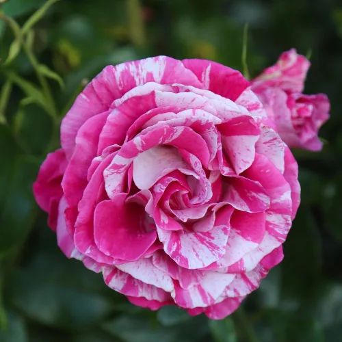 Rosas Grandiflora, planta de raíz propia viva para jardín al aire libre, Parade Day™, excepcionalmente fragantes, zonas de rusticidad: 5-9,
