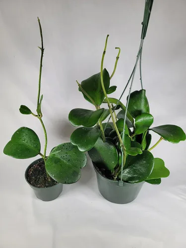 Miniatura 7 de Hoya Kerrii con hojas en forma de corazón, planta viva Hoya, gran regalo para madres y seres queridos, planta viva Hoya