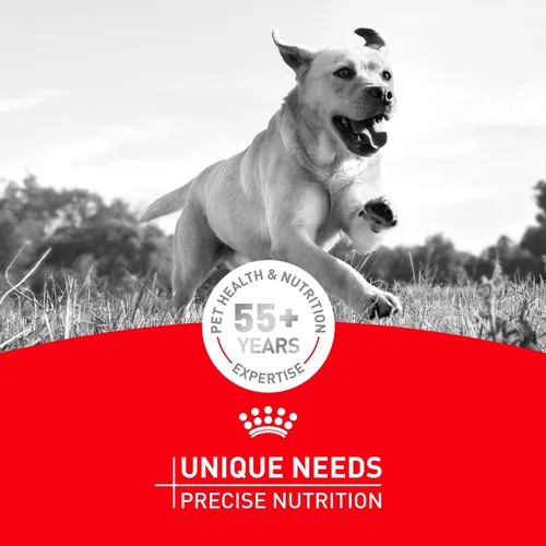 Miniatura 13 de Alimento seco para perros Royal Canin Breed Health Nutrition para Dachshund adulto, bolsa de 10 lb