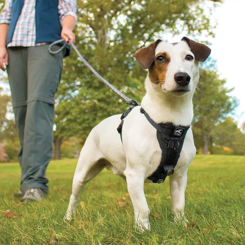 Miniatura 4 de Kurgo Tru-Fit - Arnés inteligente para caminar para perros, ajuste cómodo, arnés ajustable, reflectante para mascotas, liberación rápida