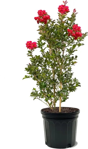 Miniatura 5 de American Plant Exchange Black Diamond Shell Pink Crape Myrtle Tree Live, maceta de 1 galón, 1-1.5 pies de alto, flores rosas vibrantes, tolerantes a