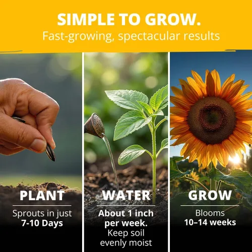 Miniatura 3 de HOME GROWN Semillas de girasol para plantar Más de 520 semillas de girasol de mamut gigante para plantar paquete a granel reliquia, alta