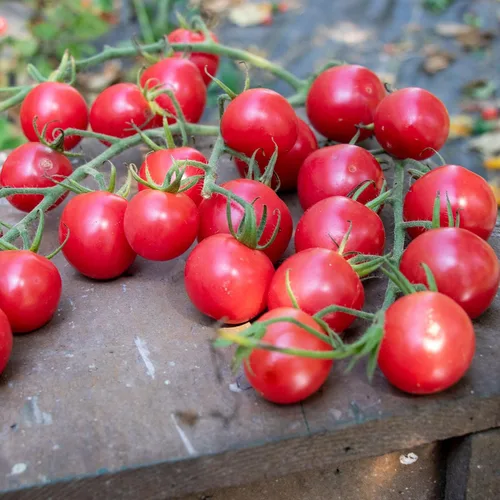 Miniatura 24 de Eden Brothers Semillas de tomate – Semillas de caqui sin OMG para plantar, paquete Semillas de vegetales de bajo mantenimiento, plantas durante