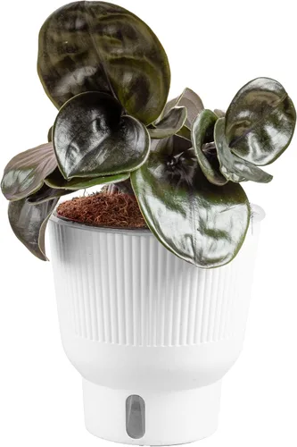Miniatura 14 de Costa Farms – Planta de Pothos Albo Variegado viva en maceta auto-regante, purificadora de aire para interior, perfecta para decoración del hogar