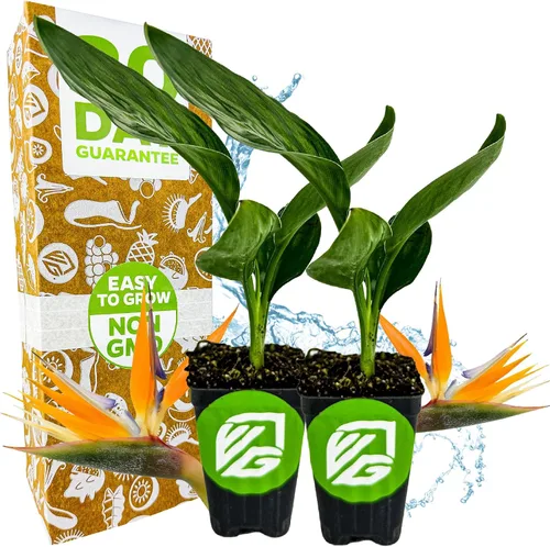 Miniatura 9 de Planta viva de Ave del Paraíso naranja - Strelitzia Reginae de Wellspring Gardens - Flor tropical perenne, planta exótica para interior/exterior