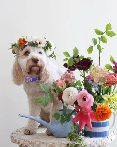 Miniatura 4 de Paquete de 2 collares de primavera para perros pequeños, collar de perro floral de liberación rápida con lazo de flores