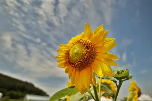 Miniatura 3 de Samyang Lente F2.8 de 0.551 in para conexión