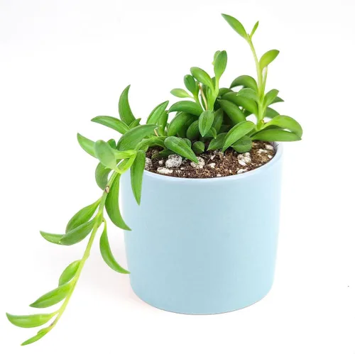 Miniatura 6 de Senecio - Cadena de plátanos suculenta a la venta (4 pulgadas + maceta moderna blanca) - Guía de cuidado