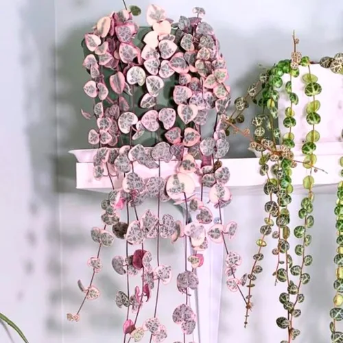 Miniatura 5 de Ceropegia Woodii Variegada Cadena de Corazones Planta Viva, Enredadera Suculenta Trepadora, Rara Planta de Interior Viva en Maceta