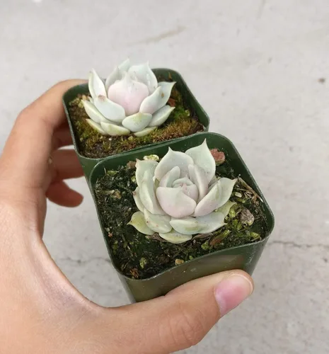 Miniatura 3 de Echeveria Lola - Planta suculenta saludable Echeveria Live de fácil cuidado para interiores, totalmente arraigada en tamaños de 2/4/6 pulgadas
