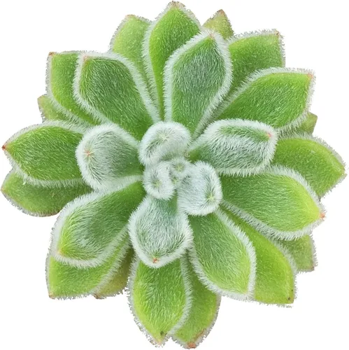 Miniatura 11 de Echeveria Lola - Planta suculenta saludable Echeveria Live de fácil cuidado para interiores, totalmente arraigada en tamaños de 2/4/6 pulgadas