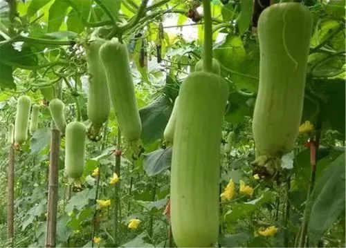Miniatura 2 de Semillas de Verduras Plantas de jardín Luffa cylindrica Semillas de lufa 20+ Pcs