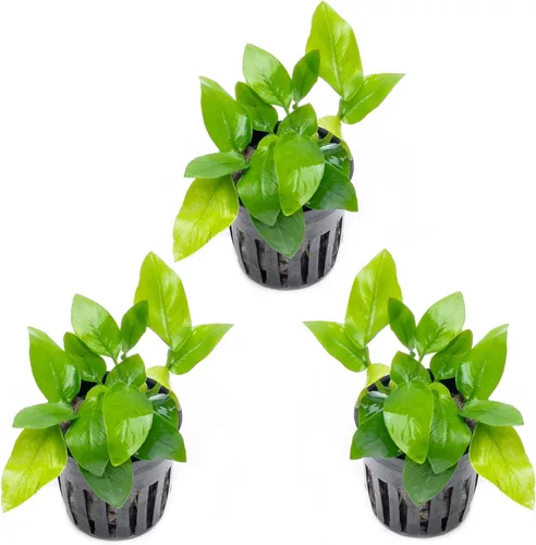 Miniatura 19 de SubstrateSource Plantas vivas – Anubias Hastifolia (Anubias hastifolia) – Luz baja a moderada, hojas en forma de flecha de color verde medio a
