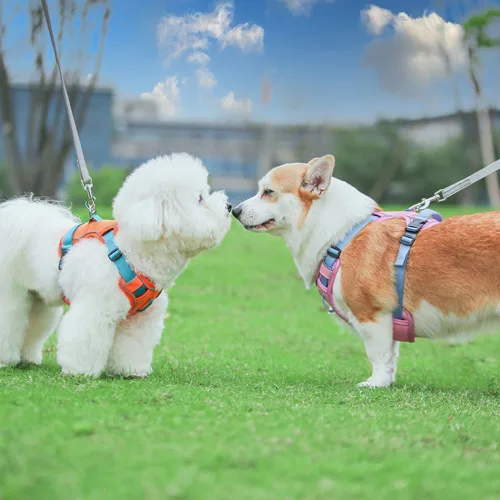 Miniatura 5 de Arnés para perro sin tirones, arcoíris a rayas vibrantes con detalles reflectantes, mediano, arcoíris
