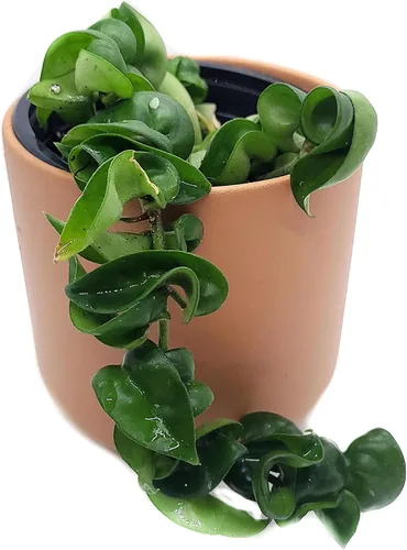 Miniatura 3 de Hoya Hindu Rope Planta de interior viva de 4 pulgadas en maceta o Hoya Carnosa Compacta Easycare Plant Purificador de aire natural Cultivado