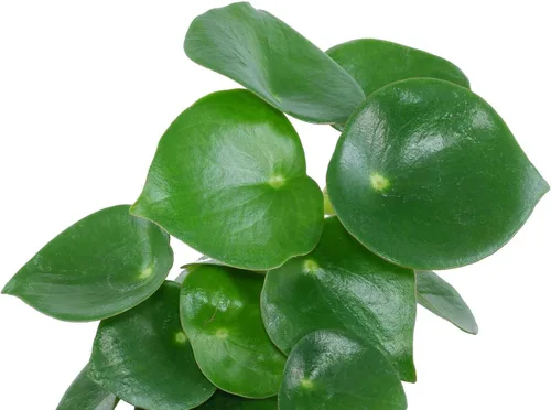 Miniatura 3 de Planta de dinero chino Raindrop - Peperomia polybotrya - Maceta de 2.5