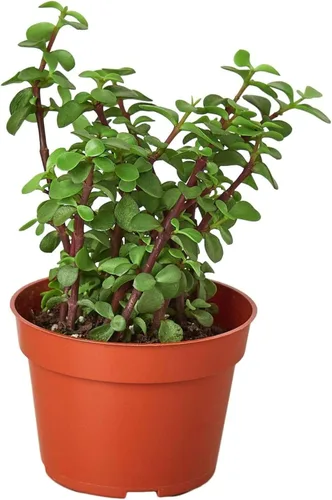 Miniatura 12 de Suculenta Crassula Jade Planta viva para interior Diferentes plantas de interior en maceta de 4 y 6 pulgadas Planta de casa real para sala
