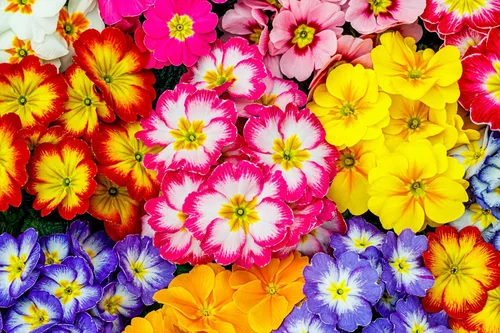 Miniatura 3 de 50 semillas mixtas de flores de planta de interior con sombra de prímula vulgaris