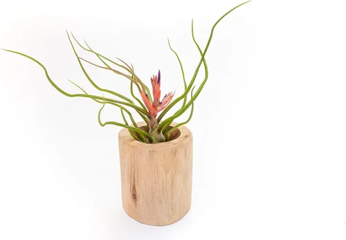 Miniatura 2 de Air Plant Shop Bulbosa Belice - Plantas de aire grandes - Suculentas - Tillandsia vivo - Plantas de interior y exterior de fácil cuidado
